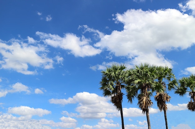 Paume de sucre le ciel lumineux et les nuages