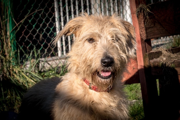 Pauvre chien au refuge