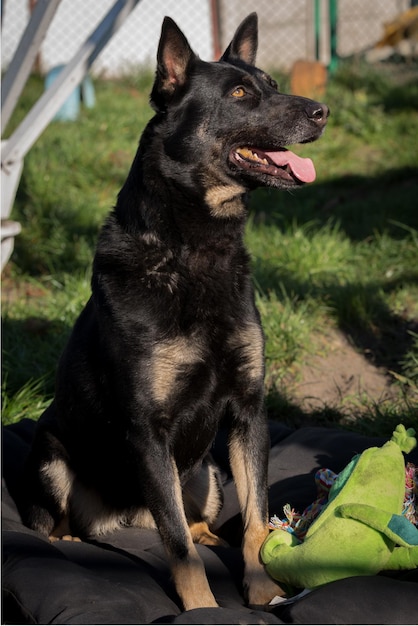 Pauvre chien au refuge