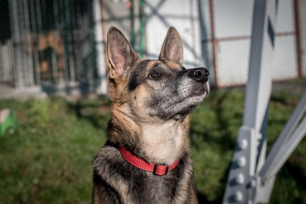 Pauvre chien au refuge