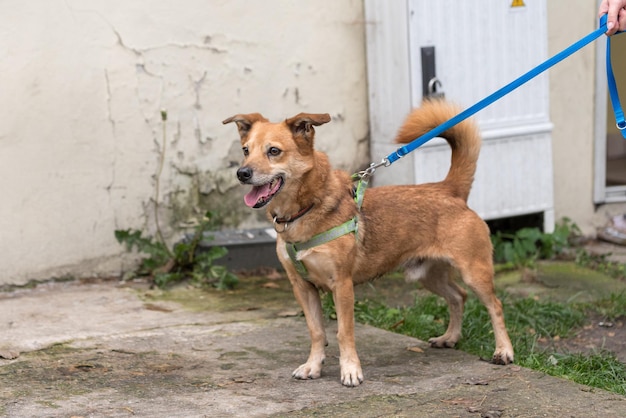 Pauvre chien au refuge