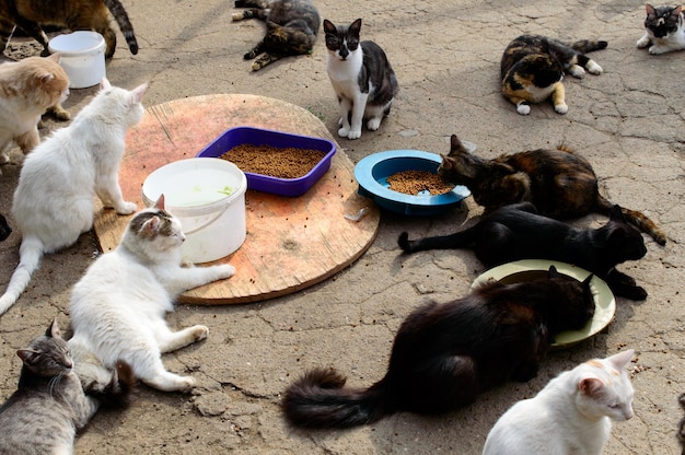 Pauvres chats dans un refuge privé de la ville d'Odessa. Chats perdus et abandonnés à cause de la guerre en Ukraine.