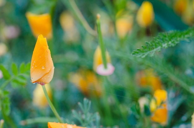 Pavot de Californie Eschscholzia californica Copier l'espace