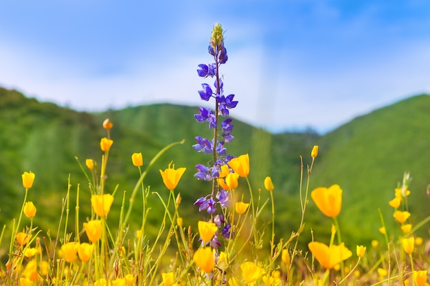 Pavot, fleurs, pavot jaune, ouest, californie