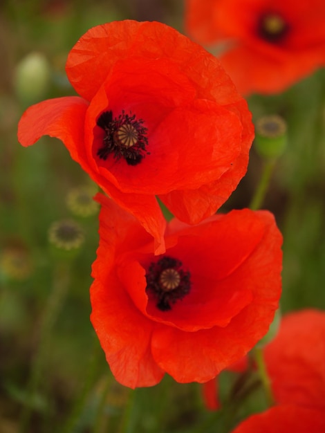 Photo le pavot rouge en allemagne