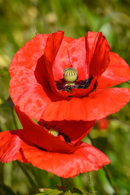 Photo le pavot rouge en allemagne