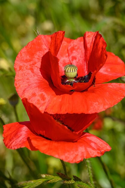 Photo le pavot rouge en allemagne