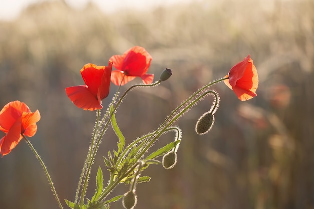 Pavot rouge sur champ ensoleillé