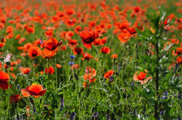 Pavot rouge dans un champ d'herbe verte, fond floral naturel