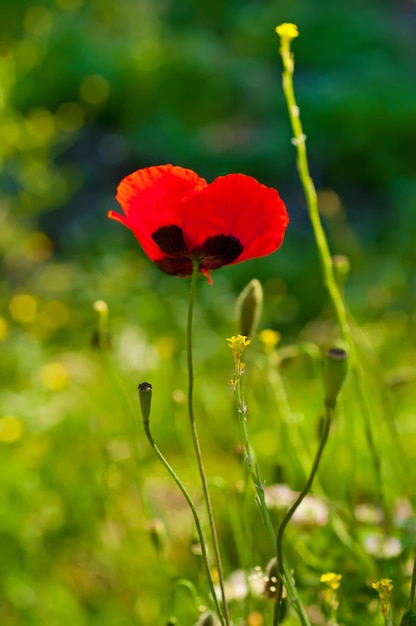 Pavot rouge dans un champ d'herbe verte