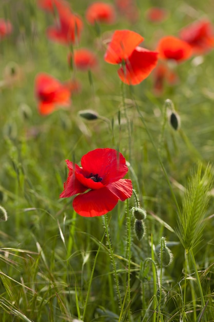 Photo pavot rouge dans un champ vert