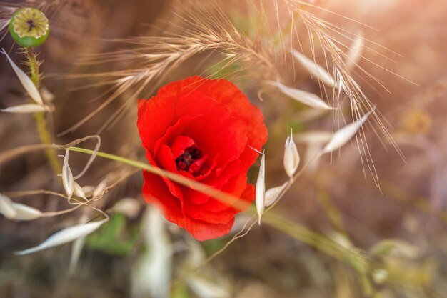 Pavot rouge et herbe sauvage sur le terrain, faible profondeur de champ