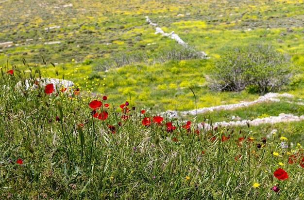 Le pavot rouge Papaver rhoeas pousse dans le pré libre