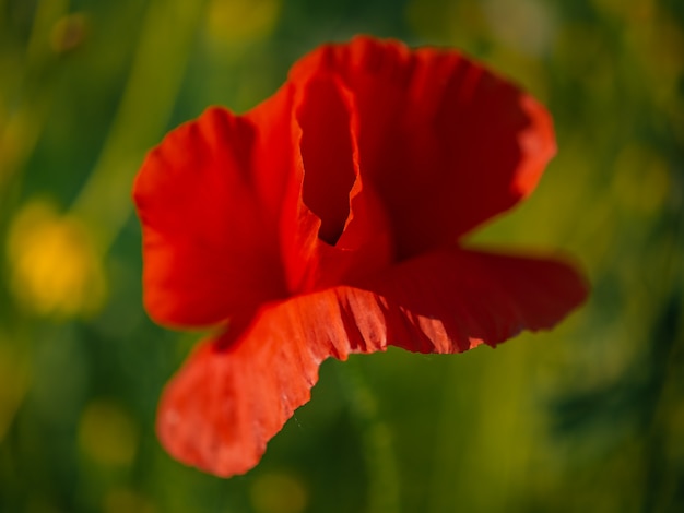 Pavot rouge sauvage. Coquelicot rouge. pavot fleur rouge champ fleurs sauvages