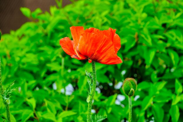 Un pavot rouge se tient devant un fond vert.