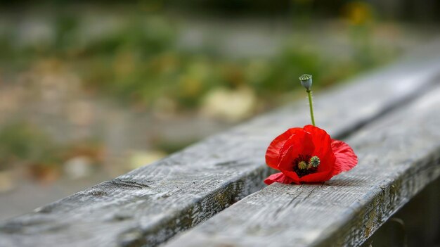 Un pavot rouge sur le siège en bois