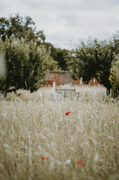 Photo des pavots dans une prairie en été