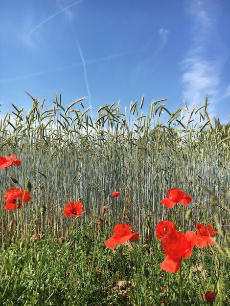 Photo des pavots poussent sur le champ contre le ciel