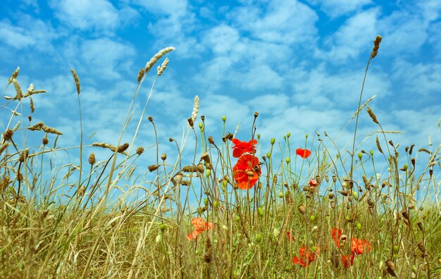 Photo des pavots poussent sur le champ contre le ciel