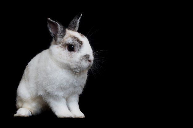 pays-bas nain blanc lapin sur noir isolé