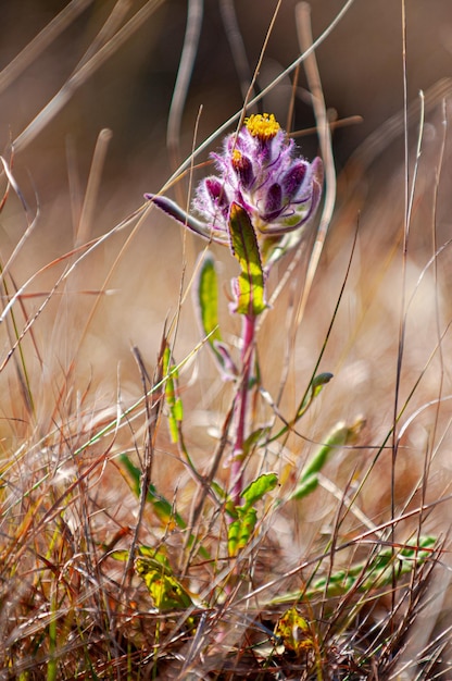 Photo pays et fleurs indigènes de la région froide de serra catarinense du brésil