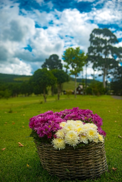 Pays fleurs serra catarinense brésil