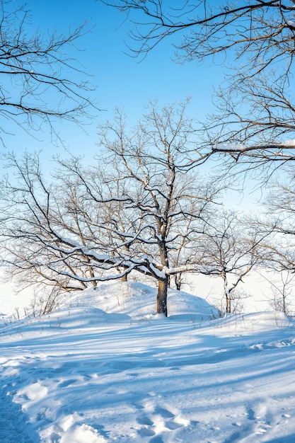 Un pays des merveilles d'hiver avec une belle neige et un arbre solitaire un beau paysage naturel