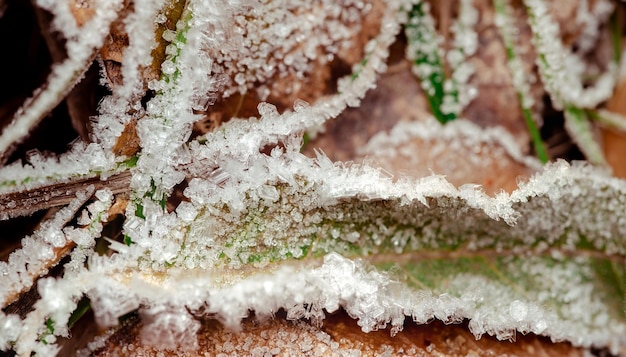 Le pays des merveilles de l'hiver Le gel du matin sur l'herbe