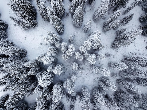 Le pays des merveilles de l'hiver