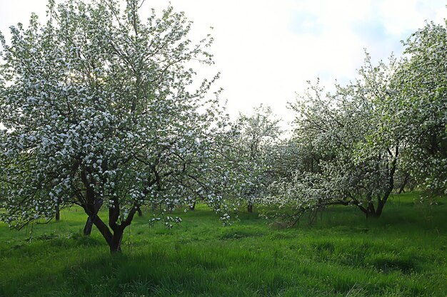 paysage abstrait dans le jardin de pommes de printemps, beau fond saisonnier