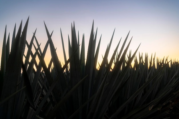 Photo paysage d'agavero à l'aube ou au lever du soleil du paysage de tequila dans la municipalité de tequila jalisco mexique