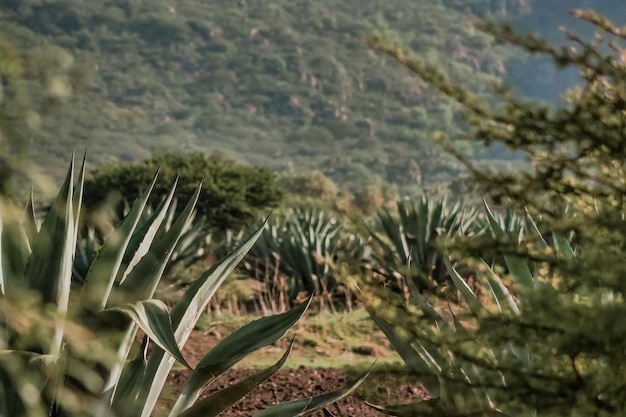 Paysage avec des agaves à Guadalajara Tequila