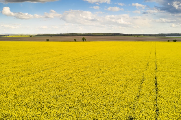 Paysage agricole d'un champ de colza avec ligne et ciel bleu