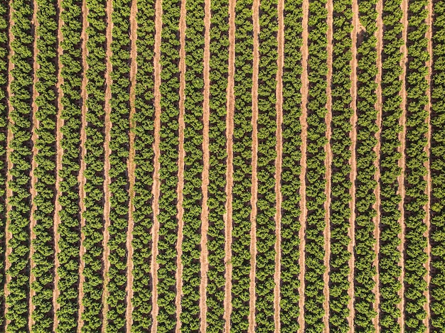 Paysage agricole Champ cultivé avec des arbres fruitiers en rangées