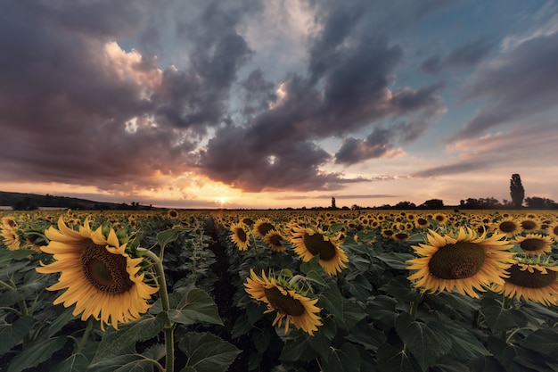 Paysage agricole avec champ de tournesols au coucher du soleil, nuages majestueux dans le ciel