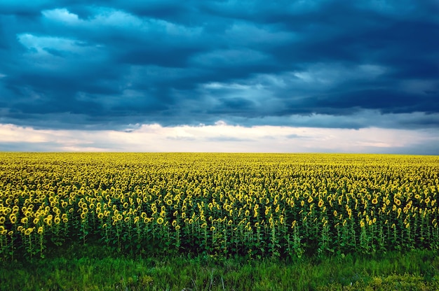 Paysage agricole avec champ de tournesols et nuages d'orage sur coucher de soleil majestueux nuages sombres dans le ciel. puissants nuages bleus avant une tempête sur le terrain avec des tournesols jaunes allumés au coucher du soleil