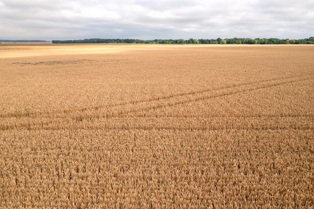 Paysage agricole en été