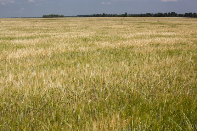 Paysage agricole étonnant des épis du champ de blé d'or