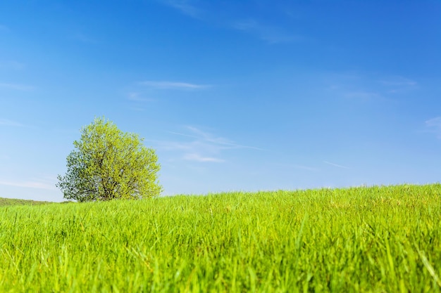 Paysage agricole de printemps un arbre solitaire dans un pré vert sur un fond de ciel bleu