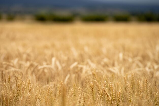 paysage agricole d'une récolte de blé en Australie