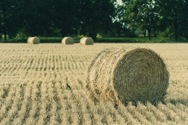 Paysage agricole vintage avec des meules de foin sur le terrain, rouleaux de blé en pente, vue sur l'agriculture