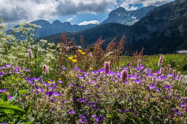 Paysage des Alpes françaises