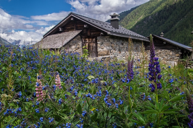 Paysage des Alpes françaises