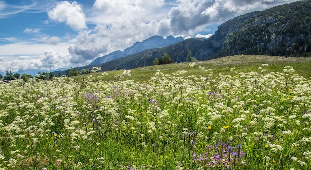 Paysage des Alpes françaises