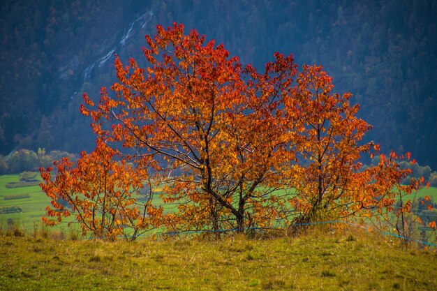 Paysage des Alpes italiennes en automne