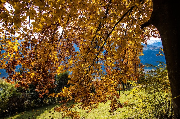 Paysage des Alpes suisses en automne