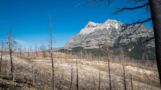 Paysage de l'alpin brûlé