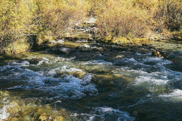 Paysage alpin pittoresque avec rivière de montagne dans la forêt d'automne sauvage au soleil. Paysage d'automne vif avec une belle rivière parmi les arbres et les fourrés en journée ensoleillée. Ruisseau de montagne dans les bois en automne.