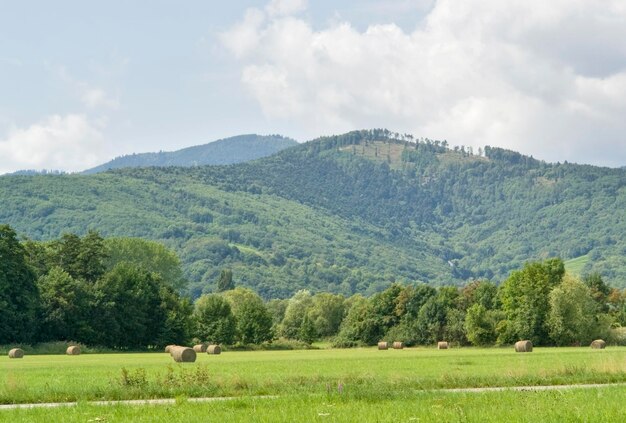 Paysage d'Alsace à l'heure de l'été