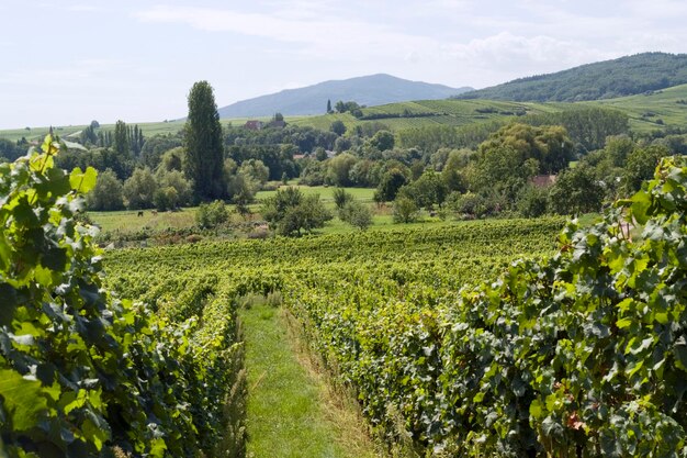 Le paysage de l'Alsace